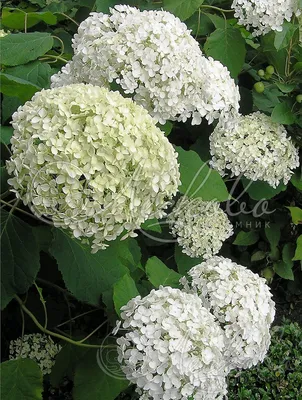 Гортензия древовидная (Hydrangea arborescens `Bounty`) - Гортензия  древовидная - Кустарники - Каталог - LESKOVO-PITOMNIK.ru