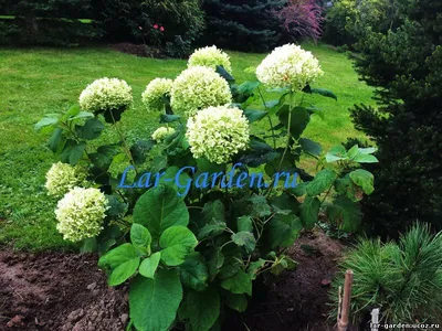 Гортензия древовидная Баунти~Hydrangea arborescens Bounty карлик — Садовые  неприхотливые многолетники, декоративные деревья и кустарники, купить.