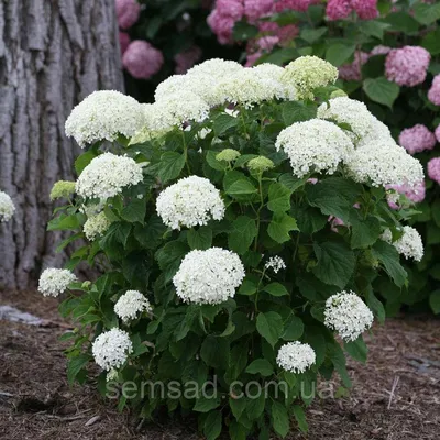 Гортензия древовидная Баунти (Hydrangea arborescens Bounty)