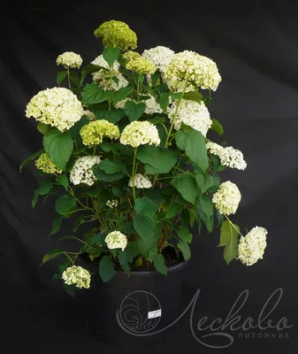 Гортензия древовидная (Hydrangea arborescens `Bounty`) - Гортензия  древовидная - Кустарники - Каталог - LESKOVO-PITOMNIK.ru