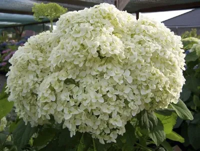 Гортензия древовидная Баунти (Hydrangea arborescens Bounty) | Курганская  обл.