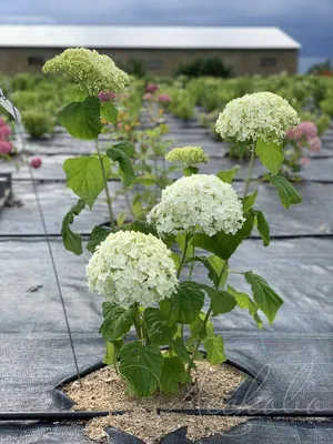 Гортензия древовидная (Hydrangea arborescens `Bounty`) - Гортензия  древовидная - Кустарники - Каталог - LESKOVO-PITOMNIK.ru