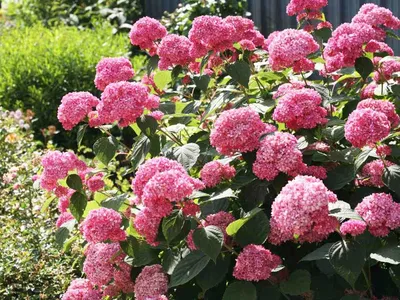 Гортензия метельчатая Инфинити/ Hydrangea paniculata Infinity 40-60 С7.5 -  Амрита