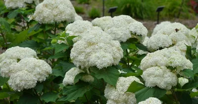 Гортензия древовидная Bounty (Hydrangea arborescens Bounty)