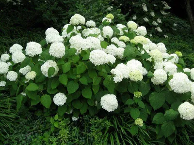 Гортензия древовидная (Hydrangea arborescens `Grandiflora`) - Гортензия  древовидная - Кустарники - Каталог - LESKOVO-PITOMNIK.ru