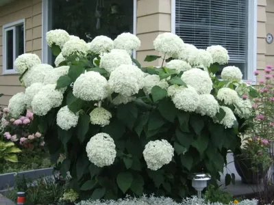 Гортензия древовидная Кандибелле Маршмеллоу/ Hydrangea arborescens  Candybelle Marshmallow 60-80 С7.5 - Амрита