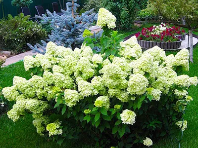 Гортензия древовидная/Hydrangea arborescens - Гортензия/Hydrangea - Садовый  центр ЛЕТО