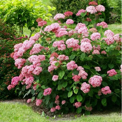 Hydrangea arborescens 'Bounty' -Гортензия древовидная - Hydrangea  arborescens 'Bounty' - cieplucha.com.pl