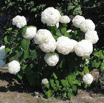 Гортензия древовидная Аннабель: купить в Москве саженцы Hydrangea  arborescens Annabelle в питомнике «Медра» по цене от 940 руб