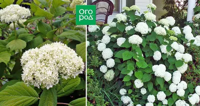 Гортензия древовидная \"Баунти\" / Hydrangea arborescens \"Bounty\"