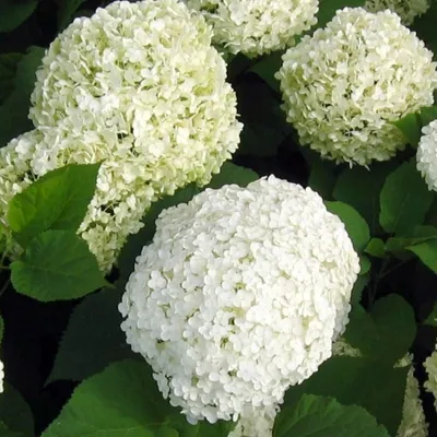 Гортензия древовидная Баунти/ Hydrangea arborescens Bounty 60-80 С7.5 СП -  Амрита