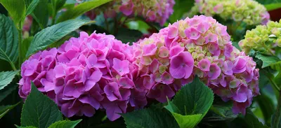 Hydrangea arborescens 'Bounty' - Гортензия (Голландия и Франция) - Каталог  - LandSad.ru