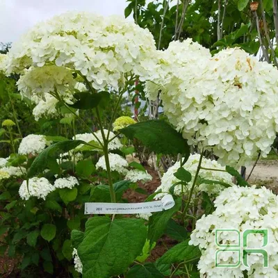 Гортензия древовидная Баунти/Hydrangea arborescens Bounty C3 - Гортензия  древовидная/Hydrangea arborescens - Садовый центр ЛЕТО