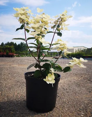 Гортензия метельчатая Ерли Сенсейшн. (Hydrangea paniculata Early Sensation)  С3 купить в интернет-магазине ЦВІТСАД с доставкой по Украине