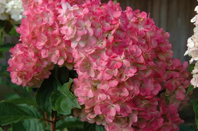 Hydrangea paniculata 'Bulk/Early Sensation', Гортензия метельчатая  'Булк/Ерли Сенсейшн'|landshaft.info