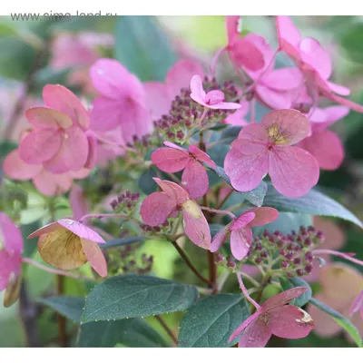 Hydrangea paniculata 'Early Harry', Гортензия метельчатая 'Ерли Харри'