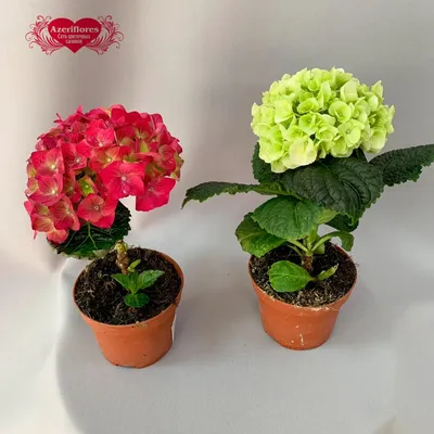 Купить гортензию малую горшке в Биробиджане ❤ Azeriflores.ru — Биробиджан