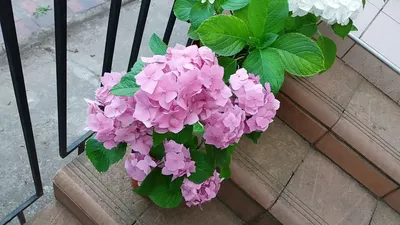 Белая Гортензия в Горшке – Phytowall