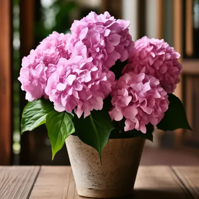 Как вырастить гортензию в горшке - GreenMarket