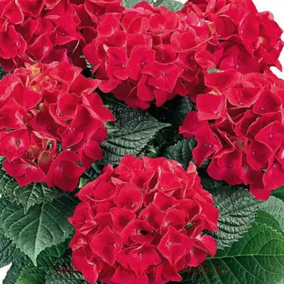 https://pervo-cvet.by/plants/gortenziya-datch-selma-v-gorshke