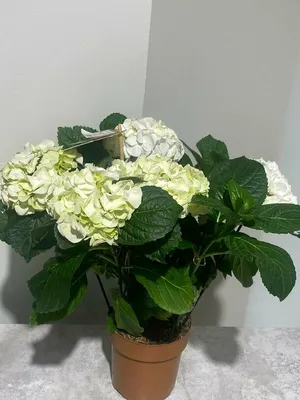 Гортензия (белая)
