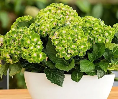 Гортензия микс растение (в горшке)