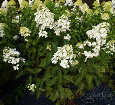 Гортензия метельчатая Юник (Hydrangea paniculata Unique) – Цветущие  кустарники Буква «Г» - цветочный портал Ваш Сад!