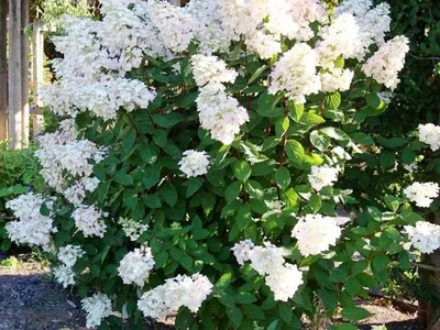 Гортензия метельчатая (hydrangea paniculata `Unique`) - Гортензия  метельчатая - Кустарники - Каталог - LESKOVO-PITOMNIK.ru