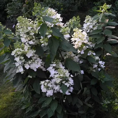 Гортензия метельчатая \"Юник\" купить саженцы в Нижнем Новгороде.