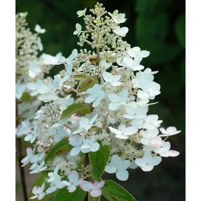 Гортензия метельчатая Юник Hidrangea paniculata \"Unique\" купить в Москве  саженцы из питомника Greenpoint24