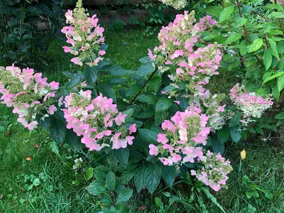 ᐉ Растение Гортензия метельчатая Юник / Hydrangea paniculata Unique  С7.5,10/Н80-100 • Купить в Киеве, Украине • Лучшая цена в Эпицентр К