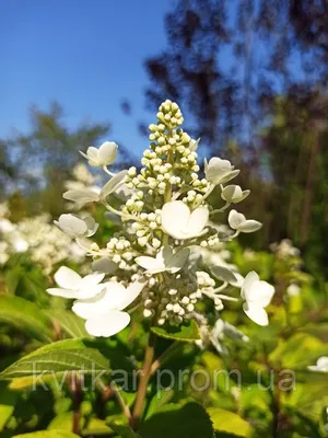 Гортензия метельчатая Юник (Hydrangea paniculata Unique) купить саженцы в  Москве по низкой цене из питомника, доставка почтой по всей России |  Интернет-магазин Подворье