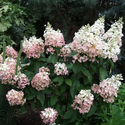 Гортензия метельчатая Юник (Hydrangea paniculata Uniqe)