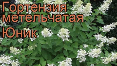 Гортензия метельчатая 'Юник' купить по цене 2.500,00 руб. в Москве в  садовом центре Южный