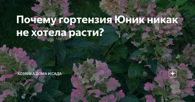 Гортензия метельчатая Юник. Краткий обзор, описание характеристик hydrangea  paniculata Unique - YouTube