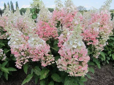 Гортензия метельчатая Юник ( Hydrangea paniculata Unique) | Цветомания