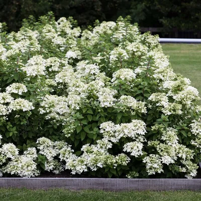 Гортензия метельчатая Юник (hydrangea paniculata unique) 🌿 обзор: как  сажать, саженцы гортензии Юник - YouTube