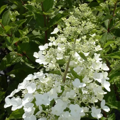 ᐉ Растение Гортензия метельчатая Юник / Hydrangea paniculata Unique  С7.5,10/Н80-100 • Купить в Киеве, Украине • Лучшая цена в Эпицентр К