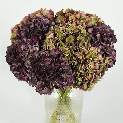 Гортензия метельчатая Ред Вельвет, Hydrangea Living Red Velvet | САД ПОЛТАВИ