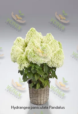 Гортензия древовидная (Hydrangea arborescens `Grandiflora`) - Гортензия  древовидная - Кустарники - Каталог - LESKOVO-PITOMNIK.ru