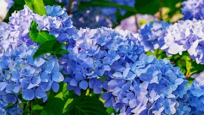 Гортензия - Hydrangea. Уход за гортензией уличной, описание видов и сортов  гортензии, выращивание