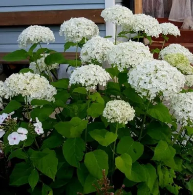 Гортензия древовидная (Hydrangea arborescens `White Dome`) - Гортензия  древовидная - Кустарники - Каталог - LESKOVO-PITOMNIK.ru