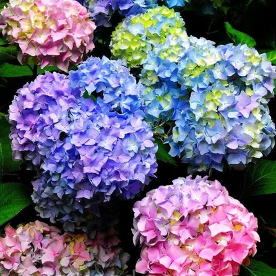 Гортензия метельчатая Саммер Лав Hydrangea paniculata Summer Love - купить  декоративные и хвойные растения с доставкой по Украине в магазине Добродар