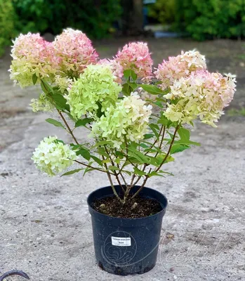 Купить Гортензия крупнолистная ПерфекшнHydrangea macrophylla Perfection - в  питомнике Флорини