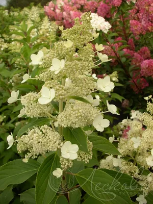 Гортензия метельчатая \"Киушу\" (Hydrangea paniculata \"Kyushu\") - Питомник и  Садовый центр Русские Деревья