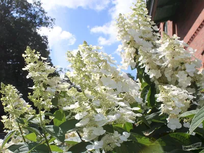 Гортензия метельчатая (Hydrangea paniculata `Kyushu`) - Гортензия  метельчатая - Кустарники - Каталог - LESKOVO-PITOMNIK.ru