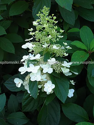 Гортензия метельчатая \"Киушу\"(Hydrangea paniculata \"Kyushu\")