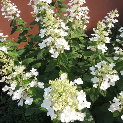 Hydrangea paniculata Kyushu | Hydrangea paniculata, Hydrangea, Hydrangea  garden