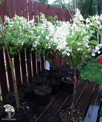 Гортензия метельчатая \"Киушу\" (Hydrangea paniculata \"Kyushu\") - Питомник и  Садовый центр Русские Деревья