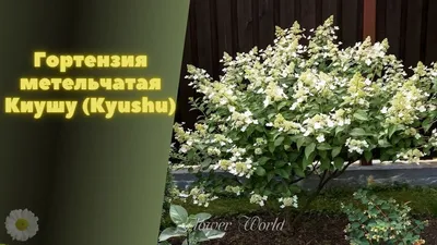 Штамбовые : Hydrangea paniculata Kyushu. Гортензия метельчатая Киушу ШТАМБ